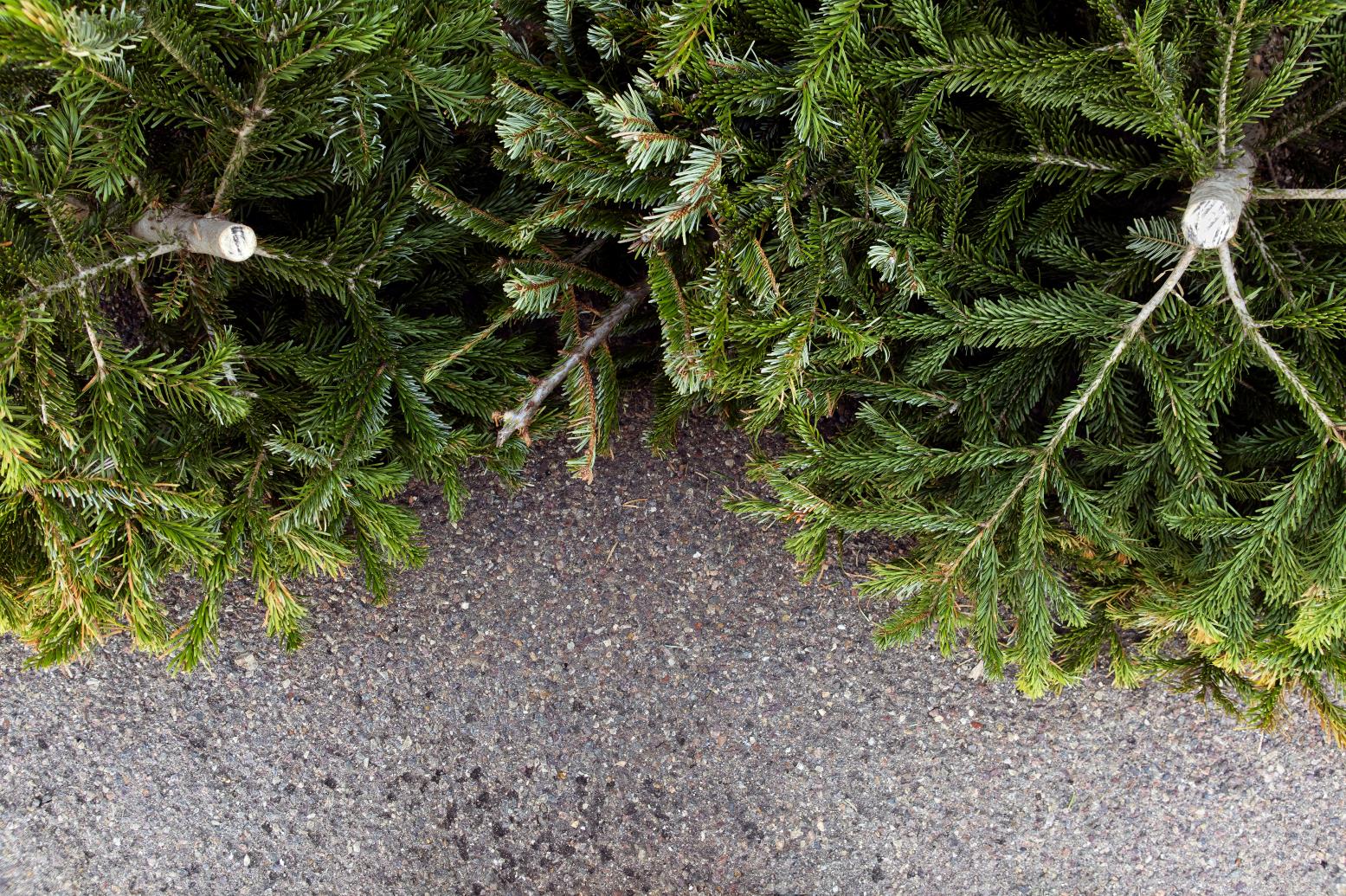Photo of discarded Christmas trees laying on pavement.