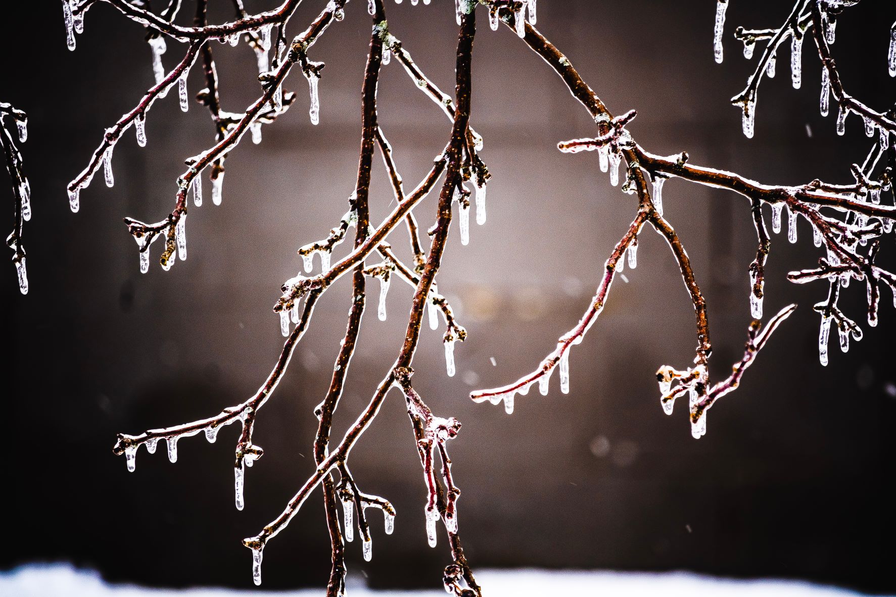 Image of a iced up tree branch.