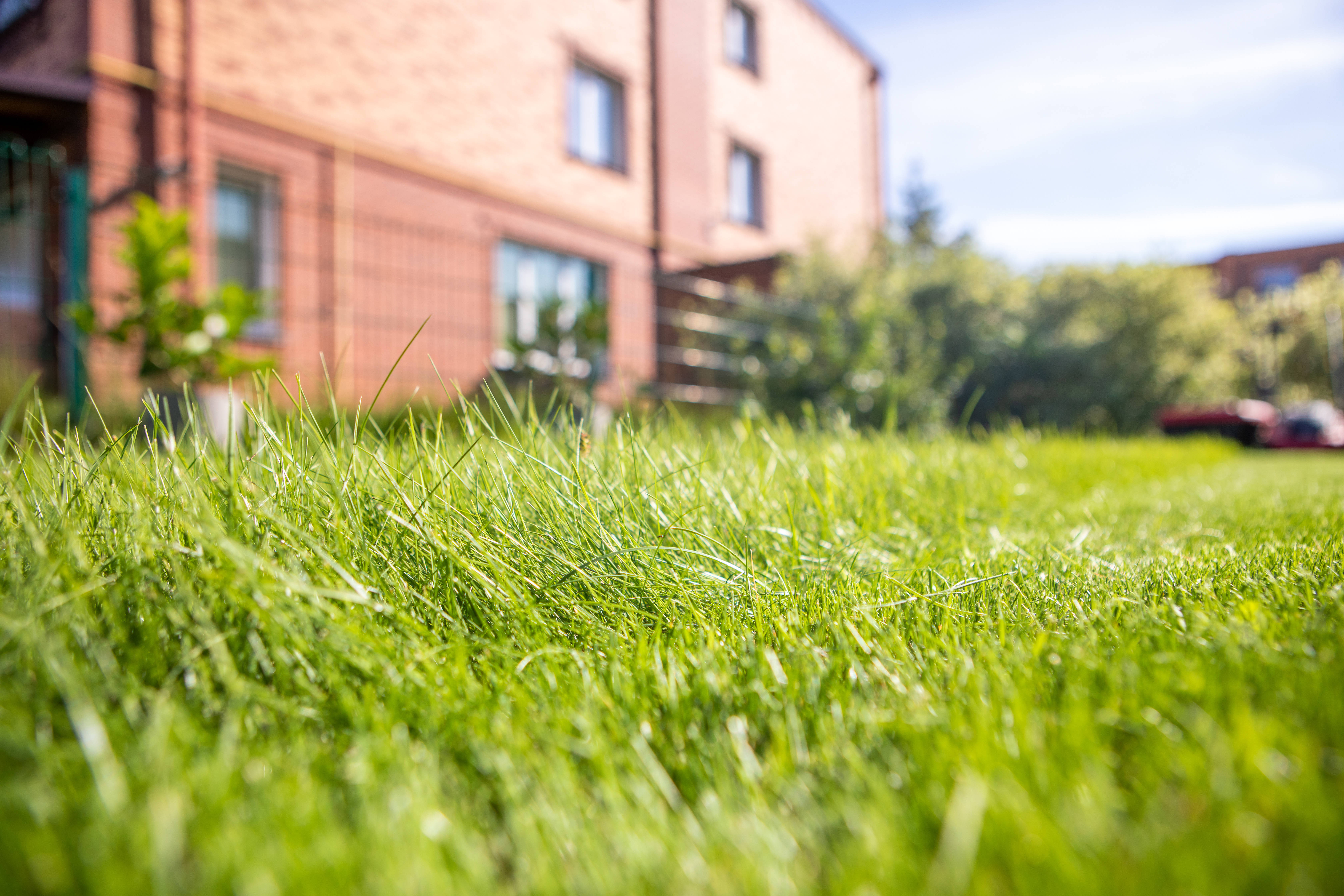 Uncut Grass with building in background