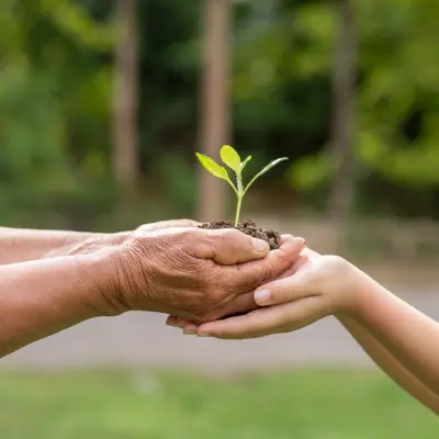 Old hands handing over a small plant to young hands.